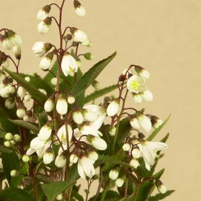 小品盆栽:姫うつぎ(藍黄土色モッコ陶器鉢)*<2024年開花終了 小品盆栽:姫うつぎ(藍黄土色モッコ陶器鉢)*<2024年開花終了