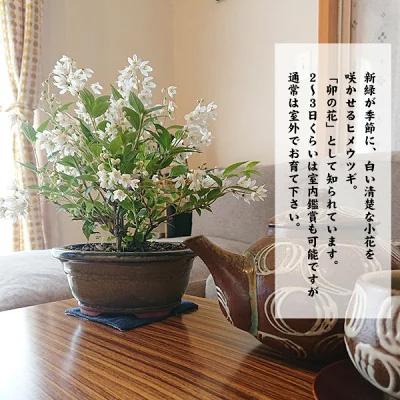 小品盆栽:姫うつぎ(藍黄土色モッコ陶器鉢)*<2024年開花終了 小品盆栽:姫うつぎ(藍黄土色モッコ陶器鉢)*<2024年開花終了