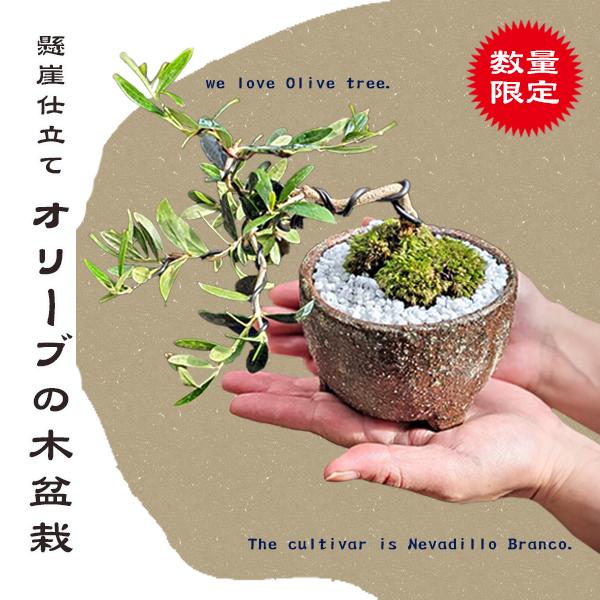 オリーブ盆栽 美しい盆栽 陶器鉢 約30cm 手のひらに乗っかるミニミニオリーブ盆栽。極太と根上がり。この