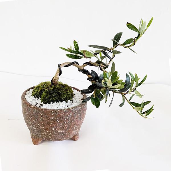 【お引き取り決定済】盆栽・鉢植え ミニ盆栽：オリーブの木盆栽*(信楽焼小鉢)(苔・寒水付)<数量限定