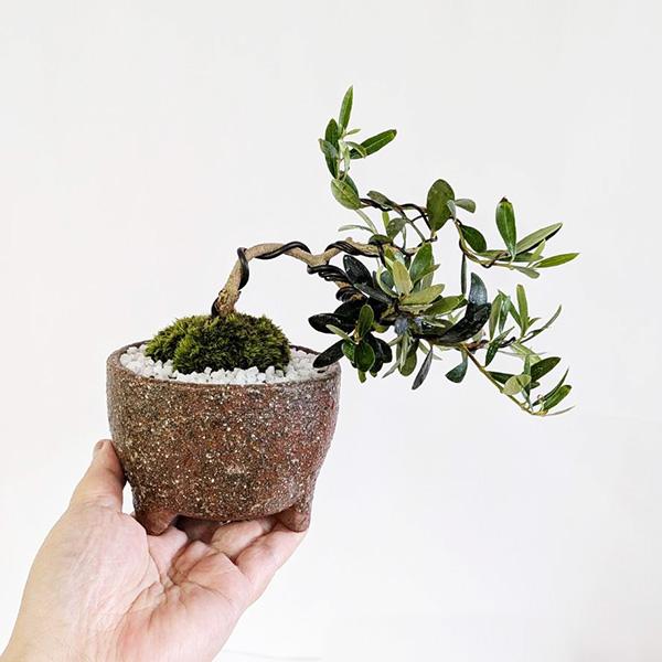 【お引き取り決定済】盆栽・鉢植え 盆栽：一才藤（小・萬古焼みどり深鉢）* (2026年春開花予定) さくふじ