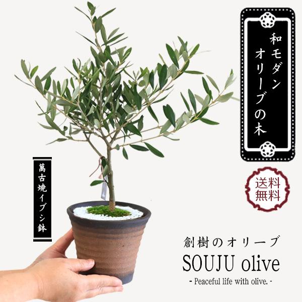 和モダン オリーブの木 国産ケンガイ小鉢 苔 寒水 Souju 創樹 そうじゅ観葉植物 おりーぶ 鉢植え 1637 遊恵盆栽 Yahoo 店 通販 Yahoo ショッピング
