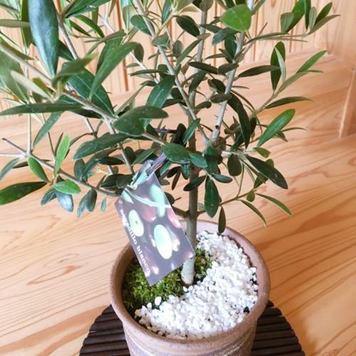 和モダン オリーブの木 国産ケンガイ小鉢 苔 寒水 Souju 創樹 そうじゅ観葉植物 おりーぶ 鉢植えbonsai 1637 遊恵盆栽 Yahoo 店 通販 Yahoo ショッピング