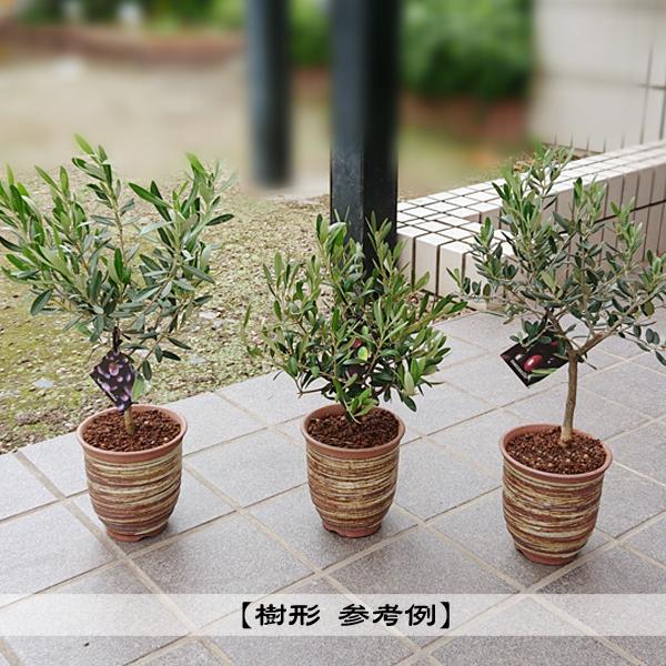 幹極太 Souju オリーブ 【ミッション】 盆栽仕立て 陶器鉢 植え込み