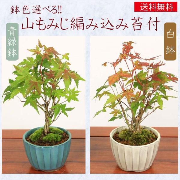 小品盆栽山紅葉 小品盆栽：山もみじ編み込み苔付*鉢色選べる(国産菊型鉢)鉢植え