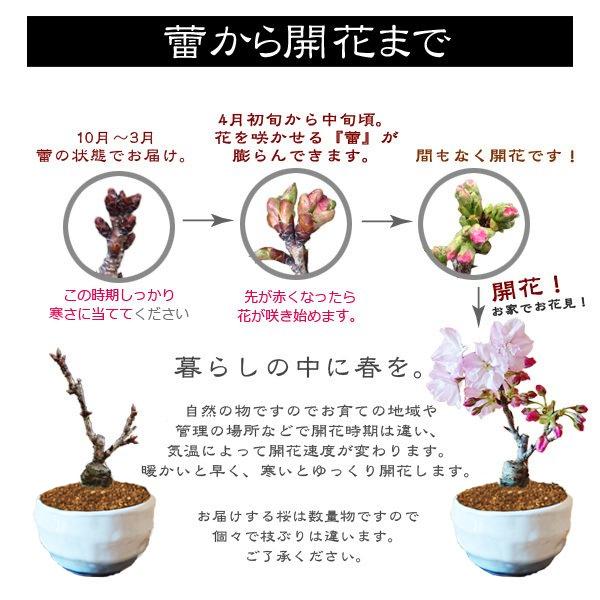 桜盆栽:ミニ旭山桜(白丸変形鉢)*受け皿付き (2025年開花終了 桜盆栽:ミニ旭山桜(白丸変形鉢)*受け皿付き (2025年開花終了