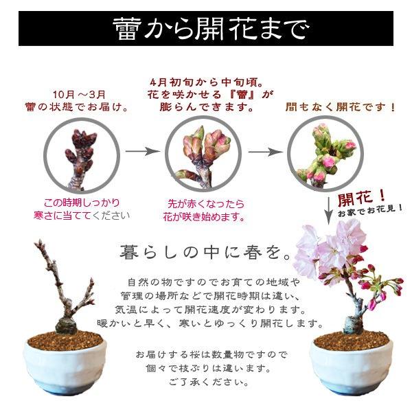 桜盆栽：ミニ旭山桜(白丸変形鉢)*受け皿付き (2024年開花終了) bonsaiさくら お花見 誕生日 祝 一才桜 ギフトお試し盆栽プレゼントにも｜y-bonsai｜06