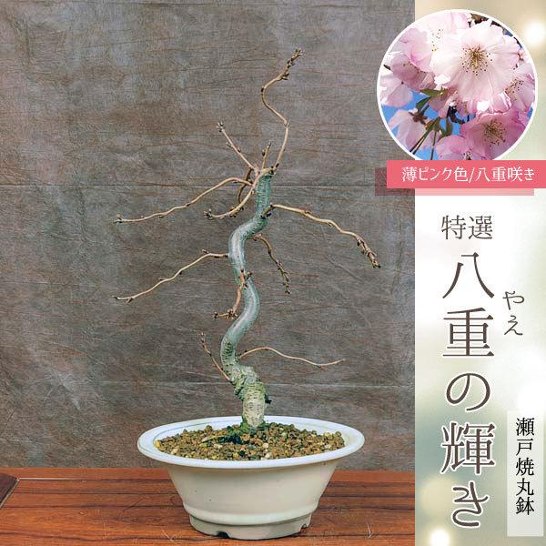中品盆栽:桜(八重の輝き)(瀬戸焼丸鉢)*(2024年春開花予定 中品盆栽:桜(八重の輝き)(瀬戸焼丸鉢)*(2024年春開花予定