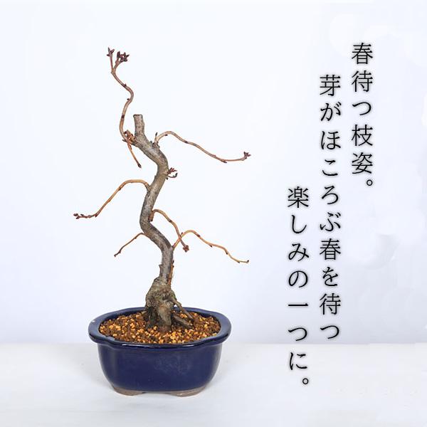 桜盆栽：鬱金桜（国産青モッコ陶器鉢）*ウコンザクラ（2026年春開花