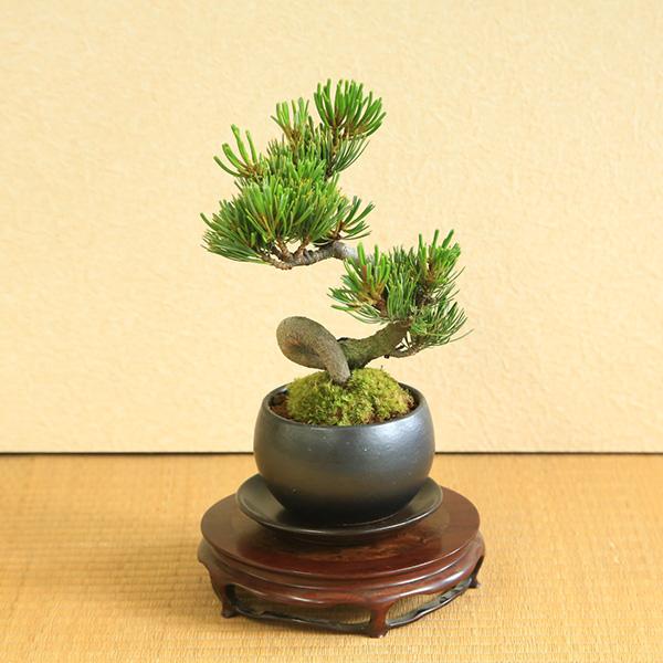 小品盆栽:五葉松(瀬戸焼黒丸鉢)* 苔と受け皿 ラッピング付き 小品盆栽:五葉松(瀬戸焼黒丸鉢)* 苔と受け皿 ラッピング付き