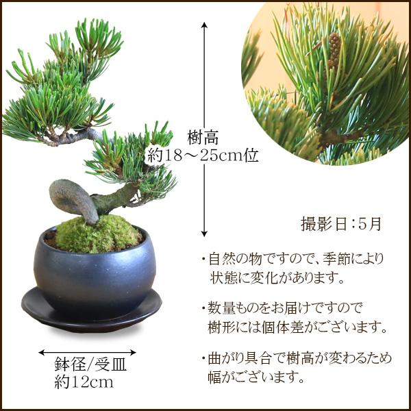 小品盆栽:五葉松(瀬戸焼黒丸鉢)* 苔と受け皿 ラッピング付き 小品盆栽:五葉松(瀬戸焼黒丸鉢)* 苔と受け皿 ラッピング付き