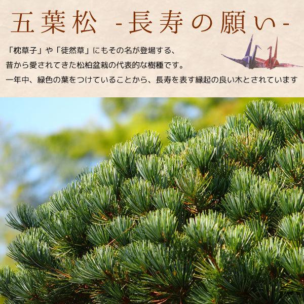小品盆栽：五葉松(瀬戸焼黒丸鉢)* 苔と受け皿 ラッピング付き