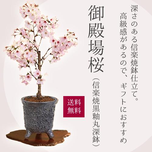 桜盆栽:御殿場桜(信楽焼黒釉丸深鉢)*<2025年春開花>さくら 桜盆栽:御殿場桜(信楽焼黒釉丸深鉢)*<2025年春開花>さくら