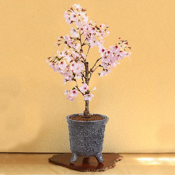 桜盆栽:御殿場桜(信楽焼黒釉丸深鉢)*<2025年開花終了>さくら 桜盆栽:御殿場桜(信楽焼黒釉丸深鉢)*<2025年開花終了>さくら