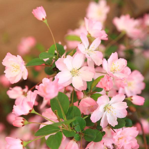 桜盆栽 花かいどう 祥石 二代目 空色鉢 送料無料 花海棠 垂糸海棠 1671v 遊恵盆栽 Yahoo 店 通販 Yahoo ショッピング