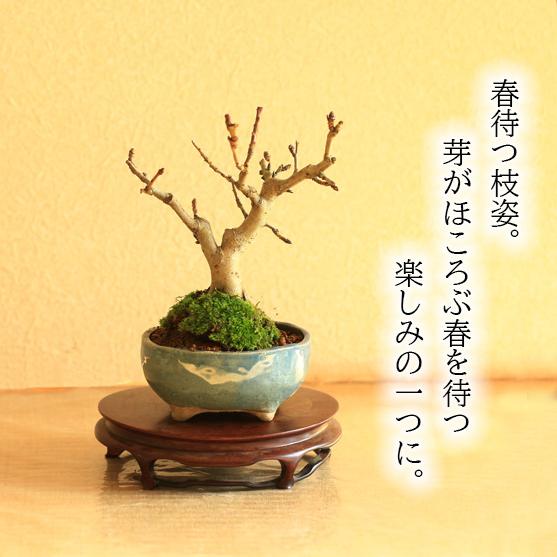 盆栽:花かいどう*(祥石(二代目)空色鉢)*花海棠 垂糸海棠(2025 盆栽:花かいどう*(祥石(二代目)空色鉢)*花海棠 垂糸海棠(2025
