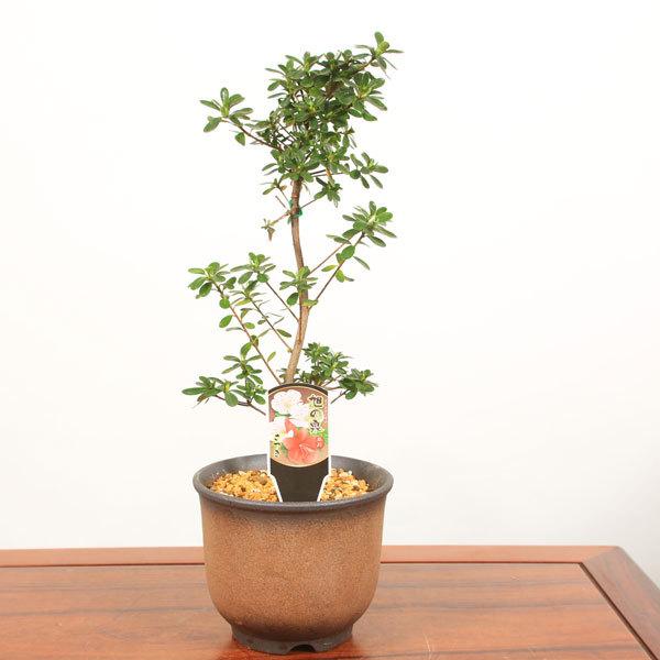 中品盆栽 皐月 さつき 萬古焼深鉢 鉢品種選べる サツキ Satsuki 送料無料 Bonsai 1673v 遊恵盆栽 Yahoo 店 通販 Yahoo ショッピング