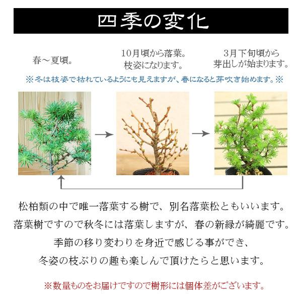 ミニ盆栽：唐松＜からまつ＞（萬古焼泥物丸小鉢）*苔付き から松落葉松