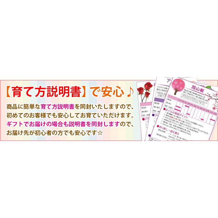 ミニ盆栽：唐松＜からまつ＞（萬古焼泥物丸小鉢）*苔付き から松落葉松
