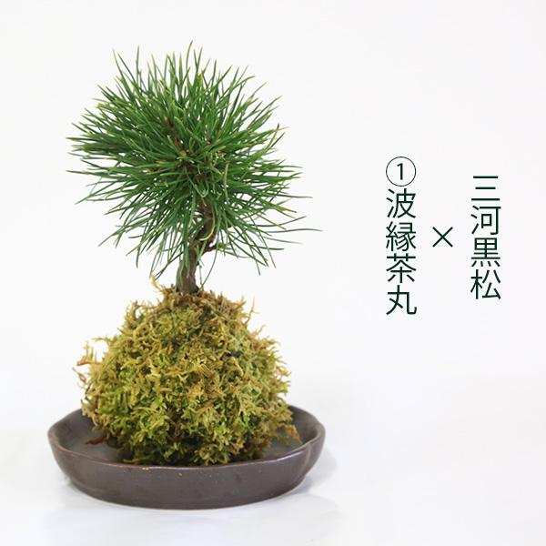 【限定値下げ】黒松盆栽 古木 苔 四角鉢 中サイズ60cm 楽天市場】【千寿盆栽】 盆栽 BONSAI 松の木（黒松：クロマツ） 8号