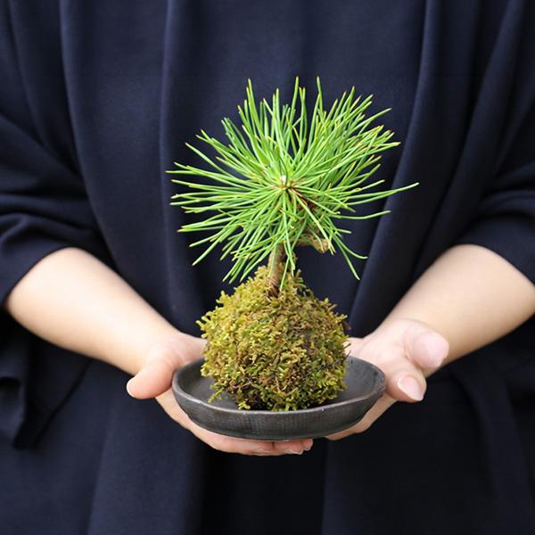 苔玉松柏シリーズ：苔玉 三河黒松*（波縁茶丸受け皿付き）みかわくろ