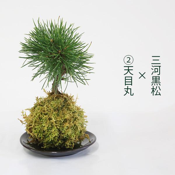 松の盆栽 苔付き ミニ黒松の苔玉の盆栽の販売｜盆栽妙 – 盆栽妙 本店