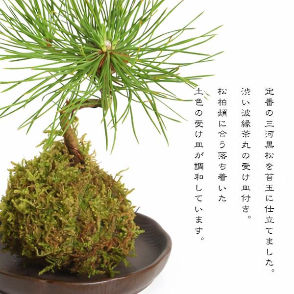ハニカム苔玉LL用 丸皿2枚セット ハニカム苔玉LL用 丸皿2枚セット