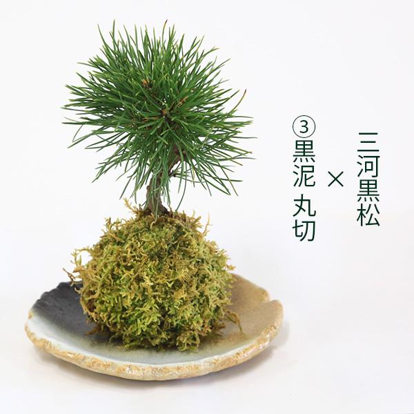受け皿選べる 苔玉松柏シリーズ：苔玉 三河黒松*みかわくろまつミカワ