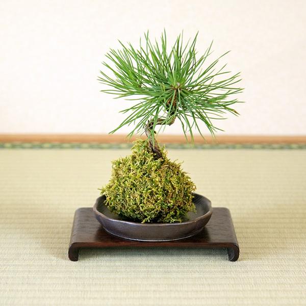 苔玉松柏シリーズ：苔玉 三河黒松*（波縁茶丸受け皿付き）みかわくろ