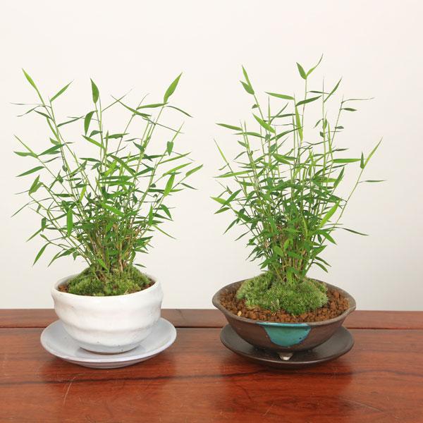 鉢が選べる！：ミニ盆栽 姫竹*(受け皿と苔付き) 鉢植え縁起物bonsai