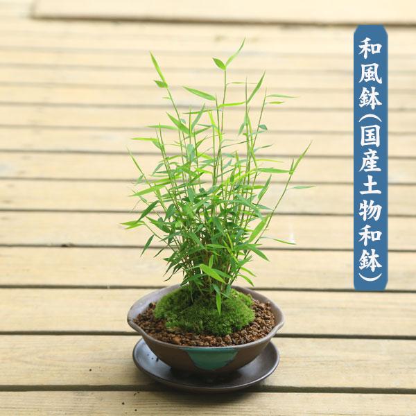 鉢が選べる！：ミニ盆栽 姫竹*(受け皿と苔付き) 鉢植え縁起物bonsai