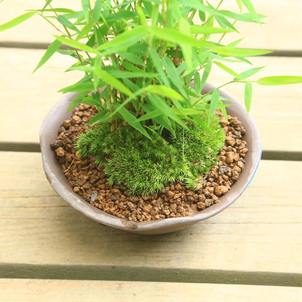 鉢が選べる！：ミニ盆栽 姫竹*(受け皿と苔付き) 鉢植え縁起物bonsai