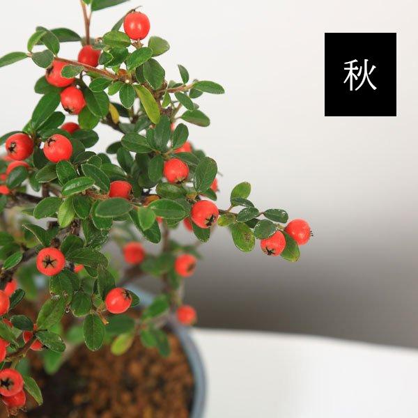 小品盆栽：かまつかこけもも（瀬戸焼緑鉢）*鉢植え秋実物カマツカ