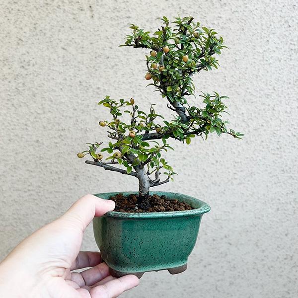 コケモモカマツカの盆栽 赤い実　青緑色の鉢 カマツカコケモモの盆栽を販売｜盆栽妙 – 盆栽妙 本店