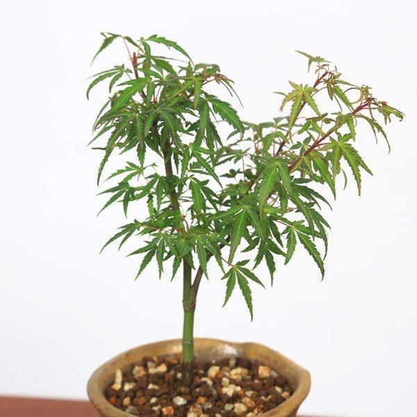 もみじ（長良川） 園芸ネット本店｜モミジ：長良川2.5号ポット の通販【公式】