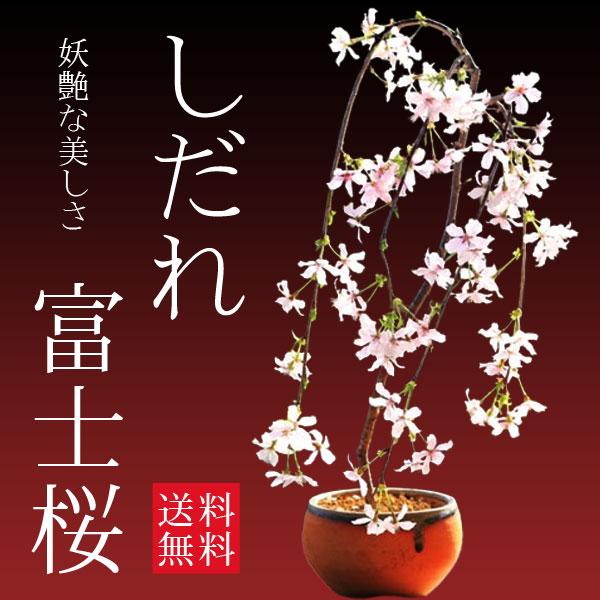 桜盆栽：しだれ富士桜（信楽焼橙鉢）　*<202４年春開花予定>しだれ桜 さくら Sakura bonsai｜y-bonsai