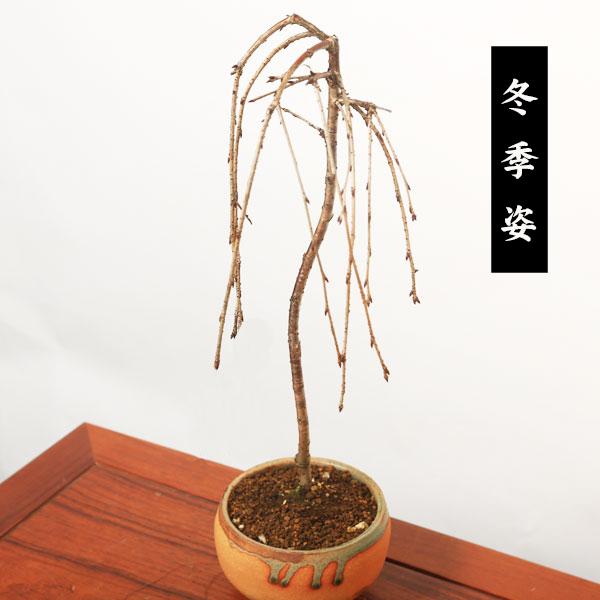 桜盆栽：しだれ富士桜（信楽焼橙鉢） *<2026年春開花予定＞しだれ桜