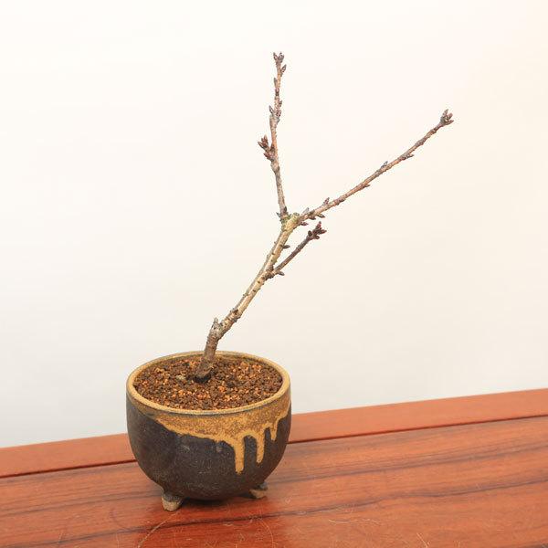 小品盆栽 :御車返し桜(信楽焼茶丸足付鉢)*(2024年春開花予定 小品盆栽 :御車返し桜(信楽焼茶丸足付鉢)*(2024年春開花予定