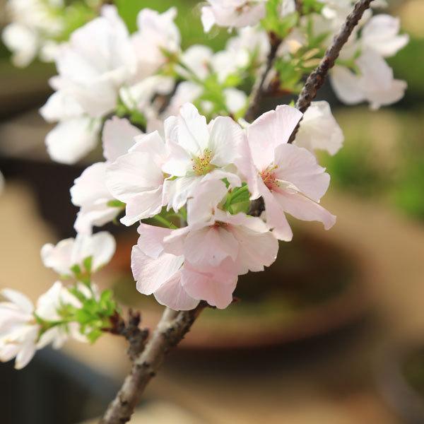 小品盆栽 :御車返し桜(信楽焼茶丸足付鉢)*(2024年春開花予定 小品盆栽 :御車返し桜(信楽焼茶丸足付鉢)*(2024年春開花予定