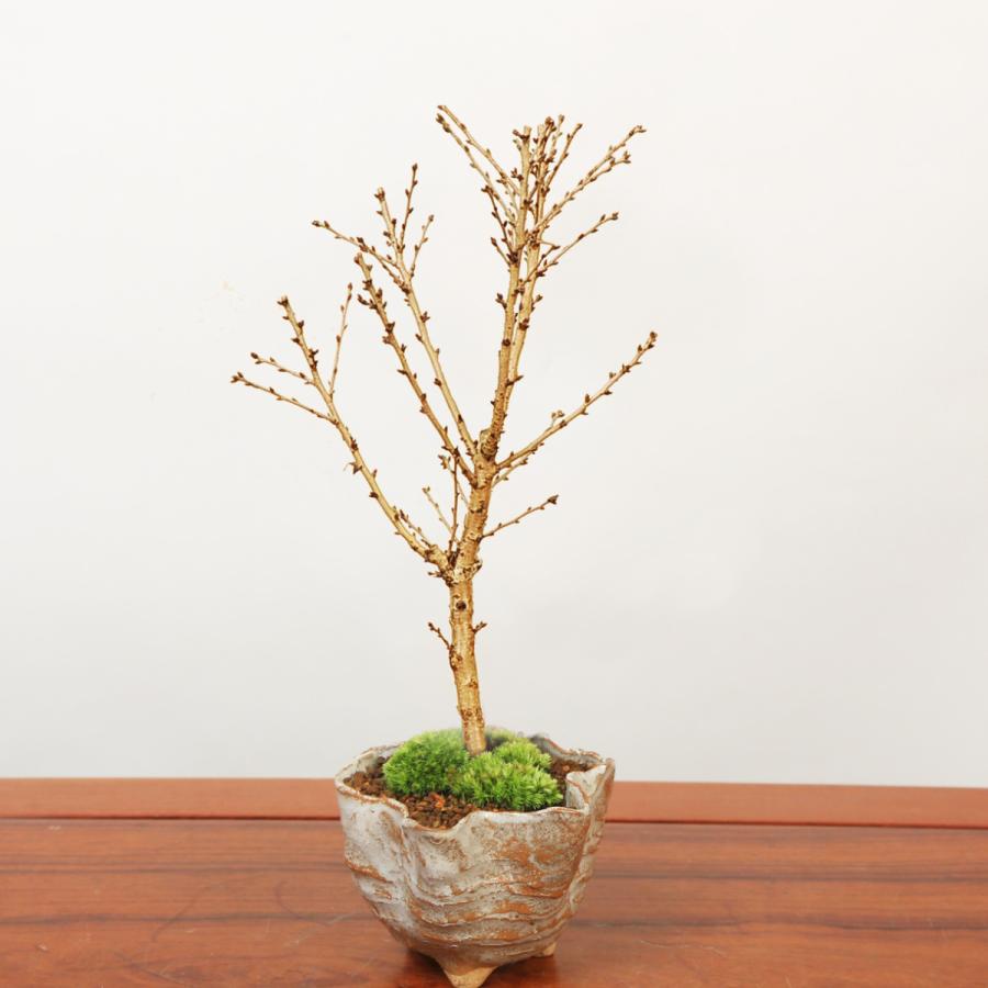 桜ミニ盆栽 ：富士桜淋宝（信楽花型小鉢）*苔と受け皿付き(2024年春