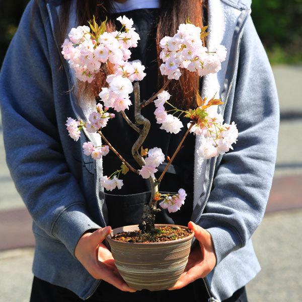 桜盆栽:旭山桜(アサヒヤマサクラ)曲*2023年春開花予定<はけ目信楽焼丸鉢>一才桜さくら お花見 誕生日 祝 春bonsai :1694v:遊恵盆栽 Yahoo!店 - 通販 - Yahoo!ショッピング 桜盆栽:旭山桜(アサヒヤマサクラ)曲*2023年春開花予定<はけ目信楽焼丸鉢>一才桜さくら お花見 誕生日 祝 春bonsai :1694v:遊恵盆栽 Yahoo!店 - 通販 - Yahoo!ショッピング