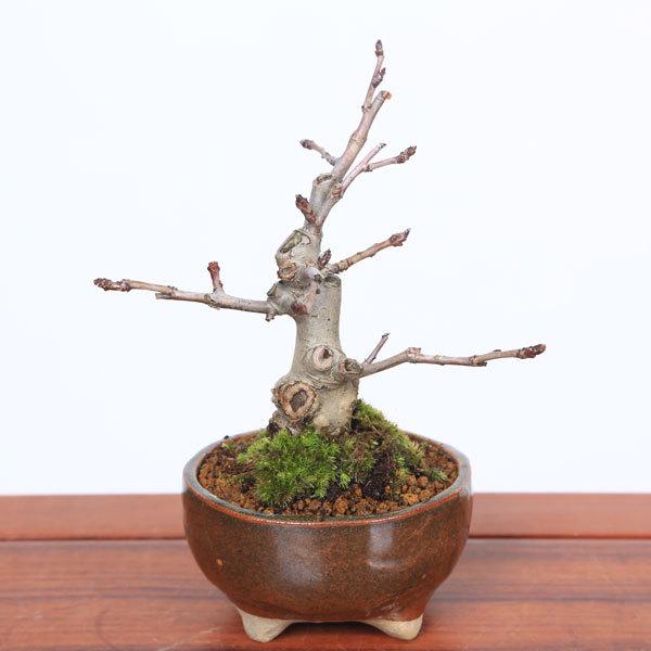 盆栽：極太花かいどう*(祥石(二代目)茶色鉢)＜＞＞花海棠　垂糸海棠 bonsai｜y-bonsai｜02