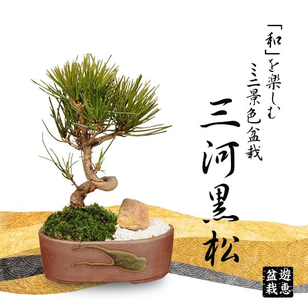 ミニ景色盆栽：三河黒松*（瀬戸焼楕円鉢）＜数量限定＞苔 和 鉢植え
