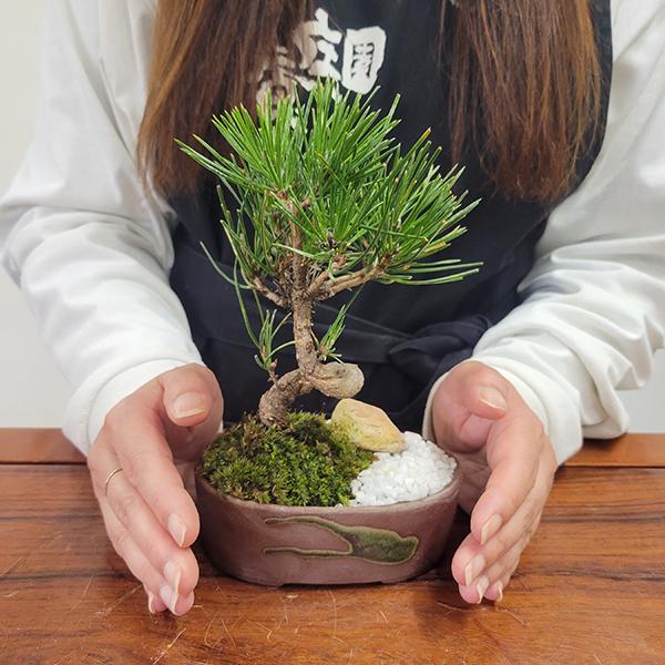 ミニ景色盆栽:三河黒松*(瀬戸焼楕円鉢)<数量限定>苔 和 ミニ景色盆栽:三河黒松*(瀬戸焼楕円鉢)<数量限定>苔 和