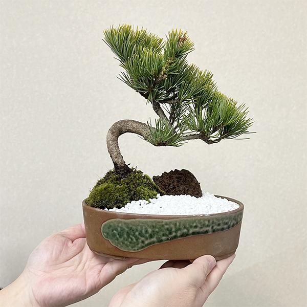 景色盆栽:五葉松*(瀬戸焼楕円鉢)苔 和 鉢植え 祝い ギフト 景色盆栽:五葉松*(瀬戸焼楕円鉢)苔 和 鉢植え 祝い ギフト