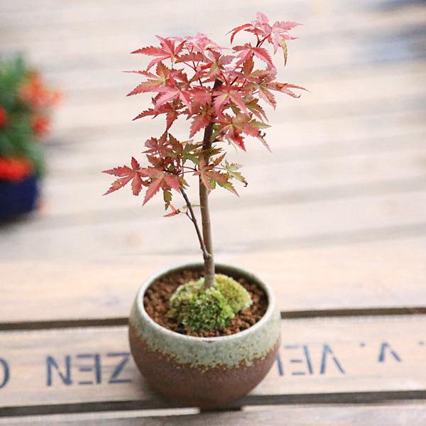 盆栽：出猩々もみじ（瀬戸焼茶丸鉢）*和柄ラッピング付 ＜2025年落葉