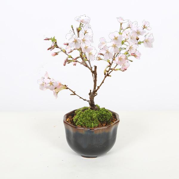 桜盆栽：ミニ御殿場桜*（瀬戸焼 紺 花形丸鉢）苔付き＜2026年開花終了