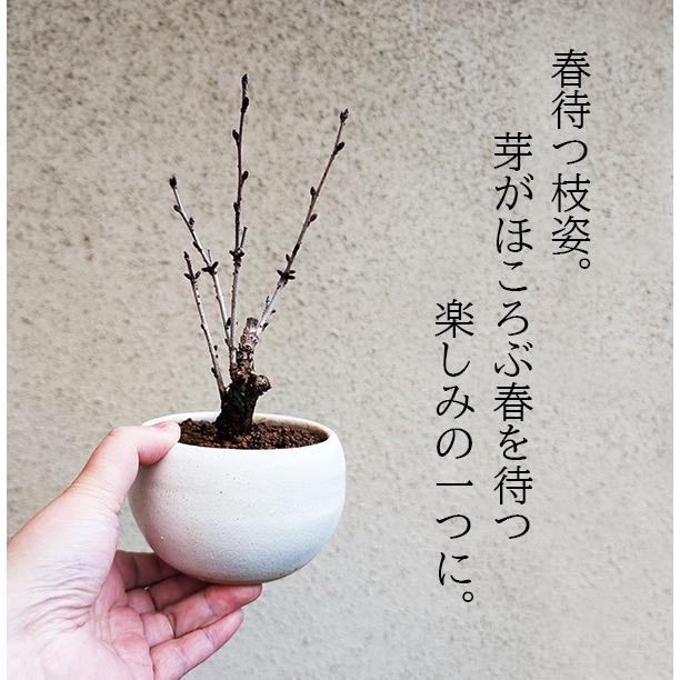 桜盆栽:ミニ御殿場桜*(瀬戸焼白丸鉢)<2025年春開花予定 桜盆栽:ミニ御殿場桜*(瀬戸焼白丸鉢)<2025年春開花予定