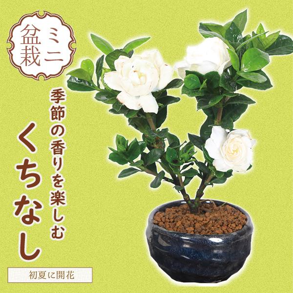 小品盆栽 梔子 祥石 Bonsai くちなし クチナシ 二代目 茶系鉢 94 Off 二代目