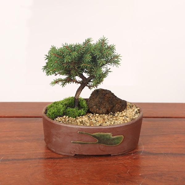 盆栽：ミニ景色盆栽 白芽八房えぞ松*（瀬戸焼楕円鉢）苔と砂と石付き
